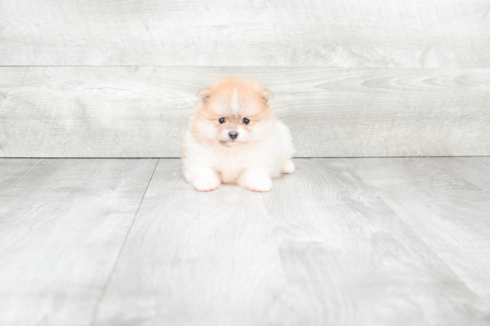 Small Pomeranian Baby