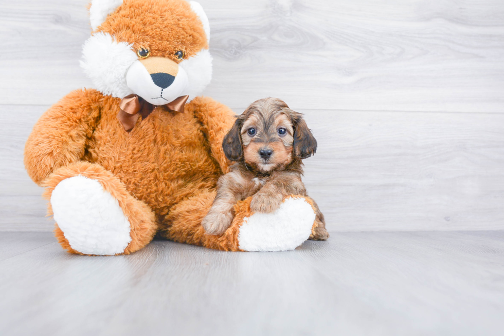 Mini Doxiedoodle Pup Being Cute