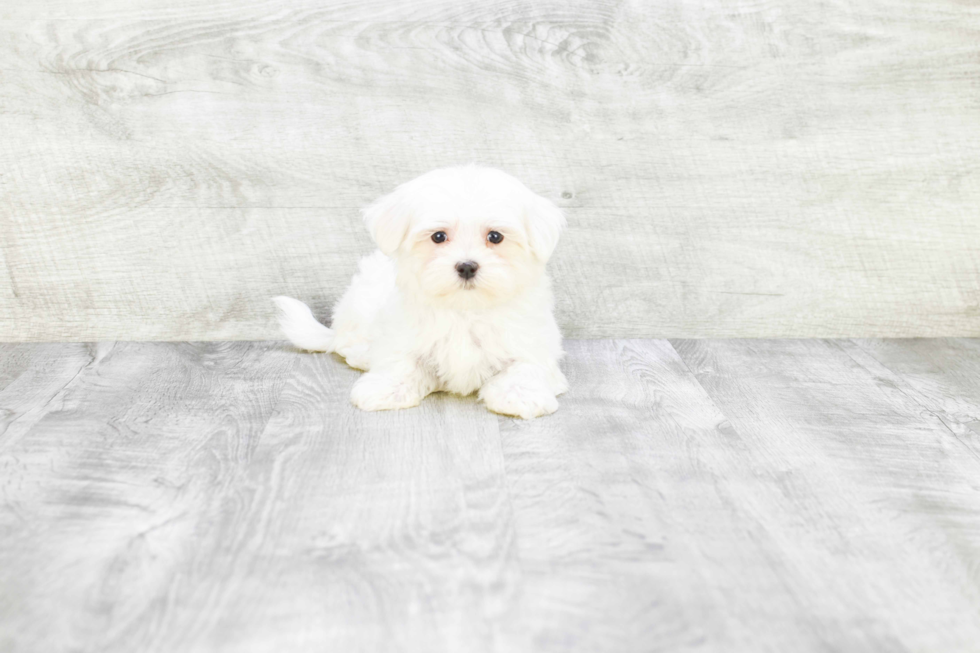 Maltese Pup Being Cute