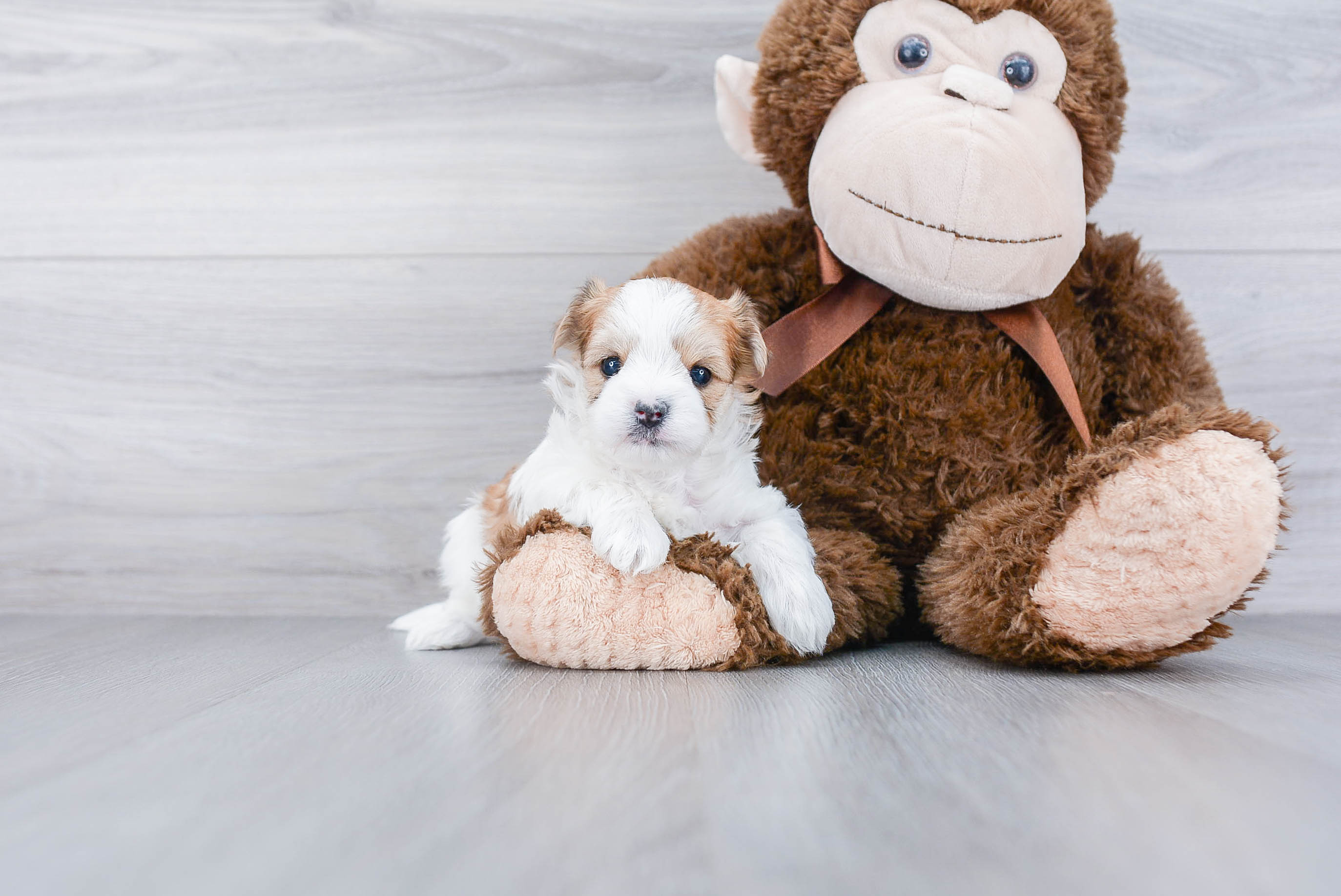 Little Yorkie Designer Puppy