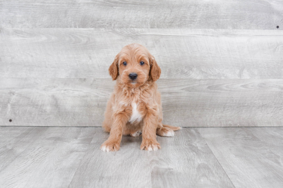 Mini Goldendoodle Pup Being Cute