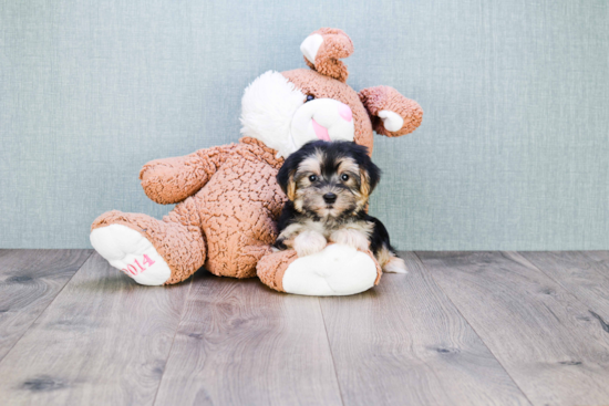 Morkie Pup Being Cute