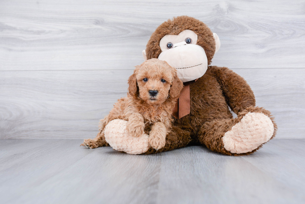 Mini Goldendoodle Pup Being Cute