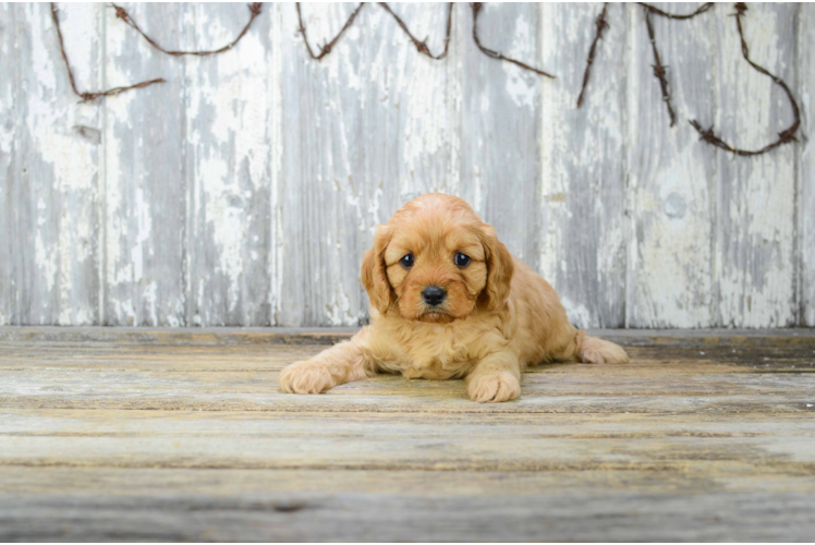 Little Cavoodle Poodle Mix Puppy