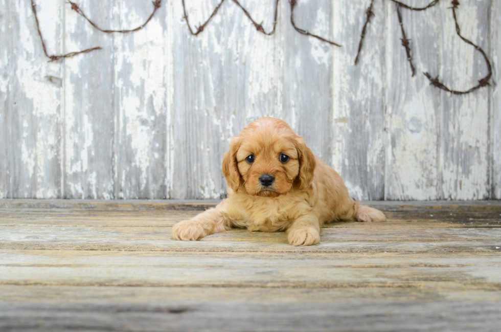 Little Cavoodle Poodle Mix Puppy