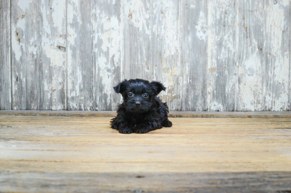 Morkie Pup Being Cute