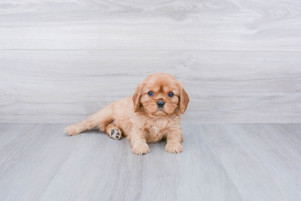 Funny Cavalier King Charles Spaniel Purebred Pup