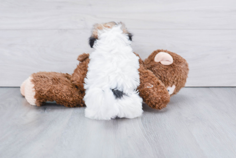 Funny Havanese Baby