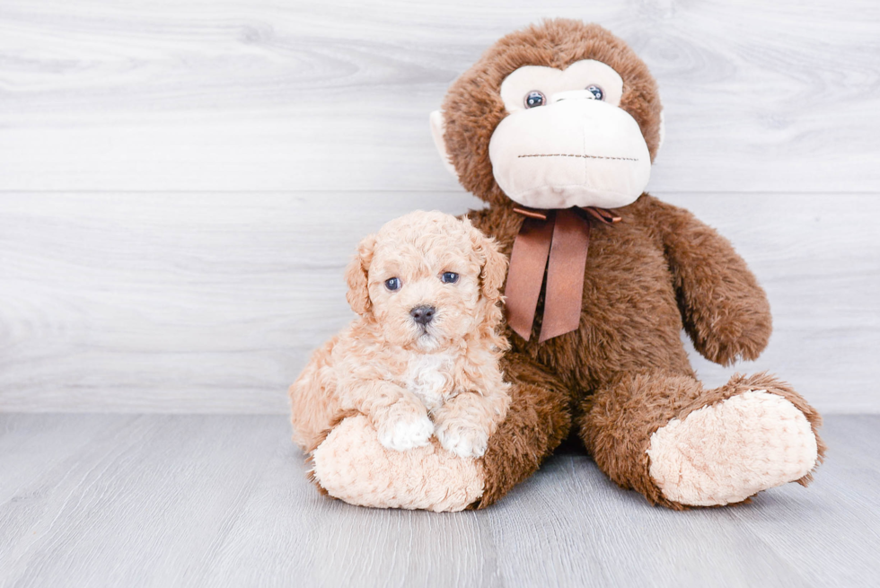 Cavapoo Pup Being Cute