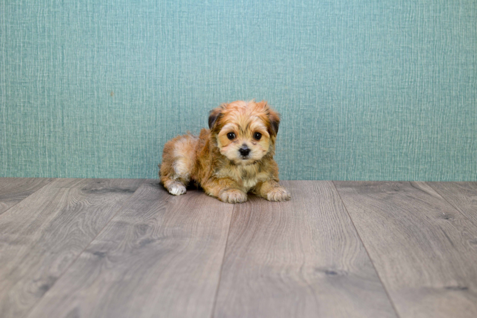 Morkie Puppy for Adoption