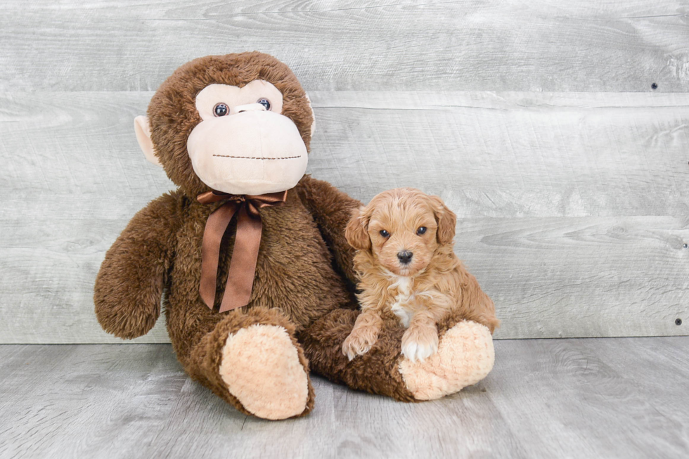 Cavapoo Puppy for Adoption