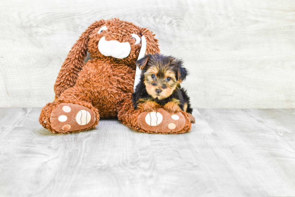 Meet Goldie - our Yorkshire Terrier Puppy Photo 