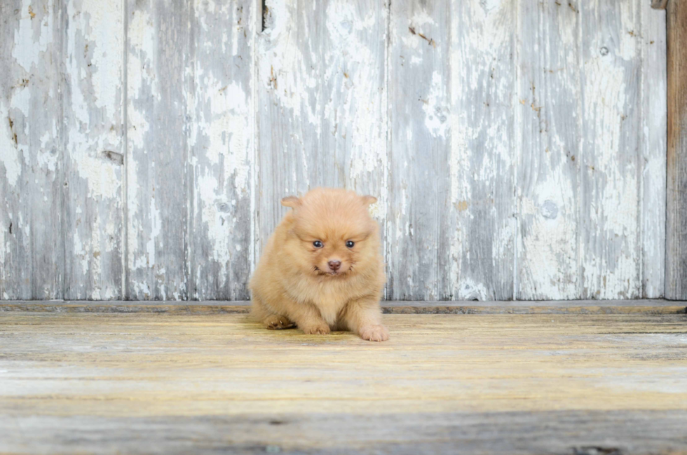 Best Pomeranian Baby