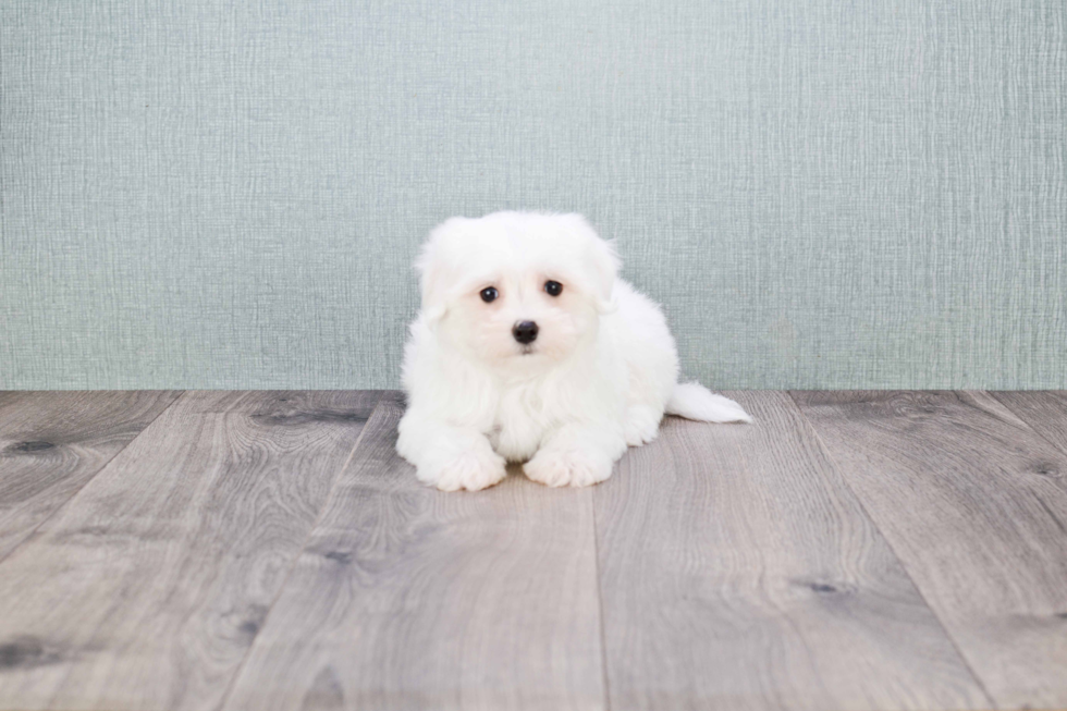 Hypoallergenic Maltese Purebred Pup