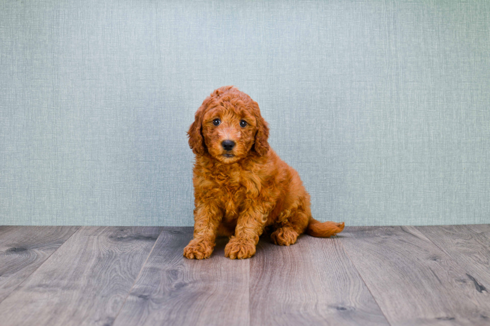 Mini Goldendoodle Puppy for Adoption