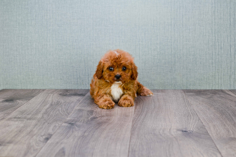 Cavapoo Puppy for Adoption