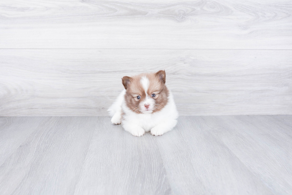 Pomeranian Puppy for Adoption