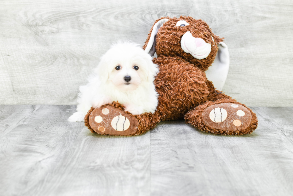 Funny Maltese Purebred Pup