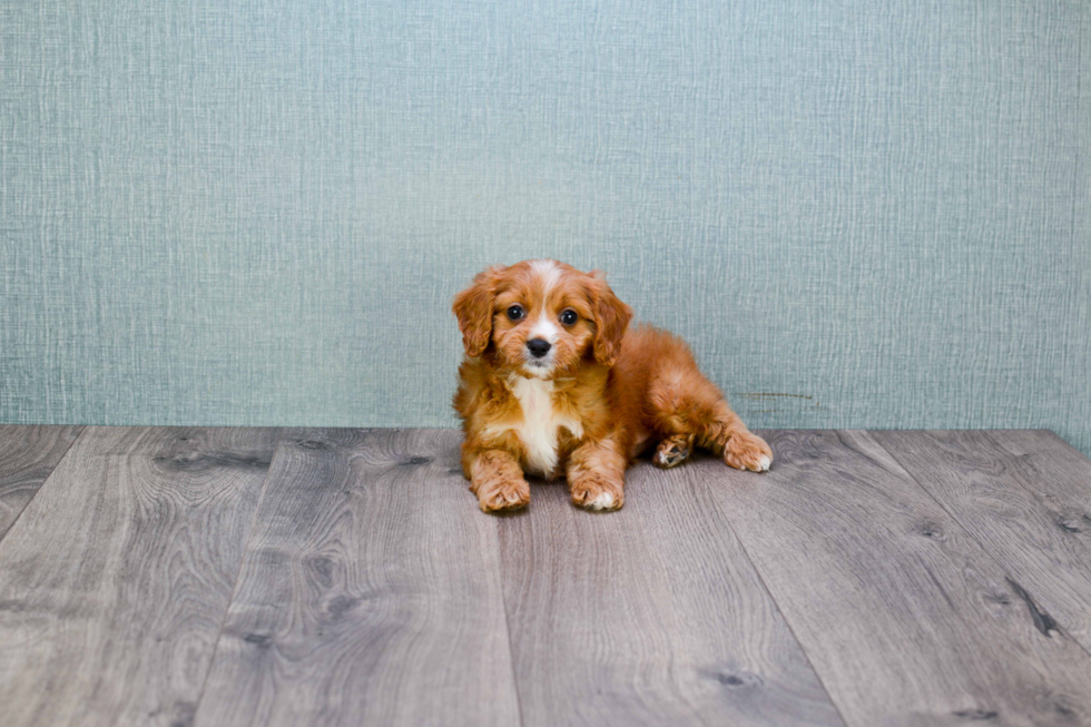 Popular Cavapoo Poodle Mix Pup