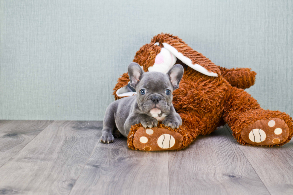 French Bulldog Pup Being Cute