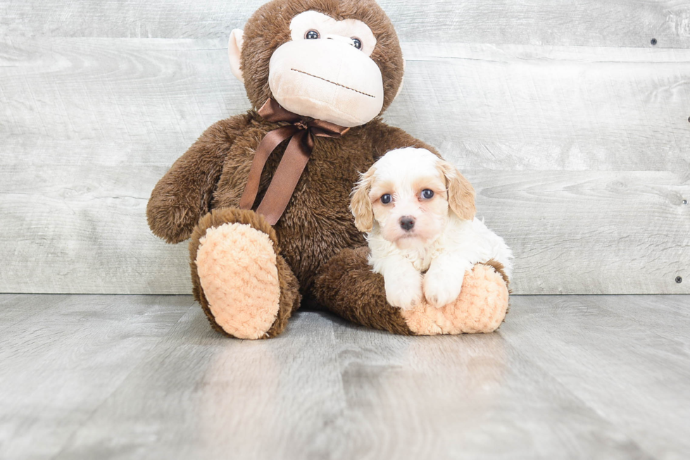 Petite Cavachon Designer Pup