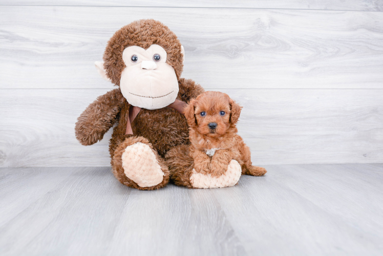 Cavapoo Puppy for Adoption