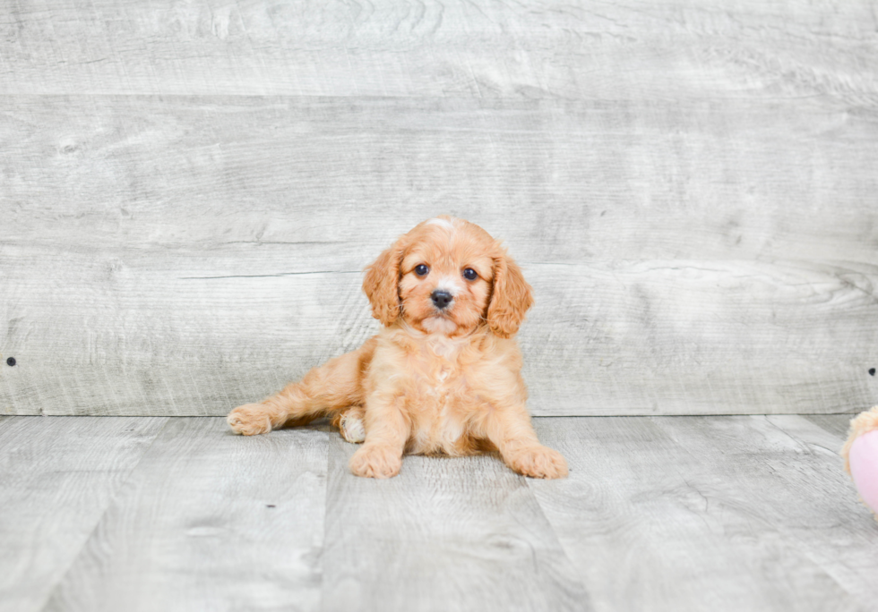 Adorable Cavoodle Poodle Mix Puppy