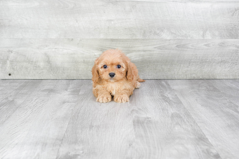 Best Cavapoo Baby