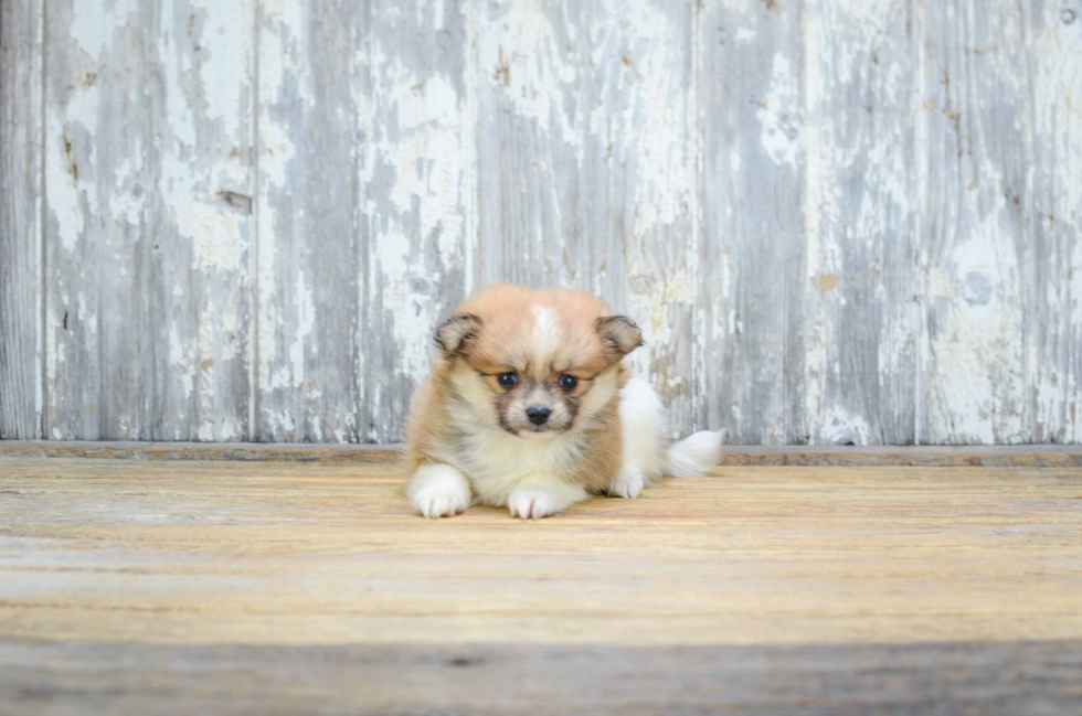 Friendly Pomeranian Baby