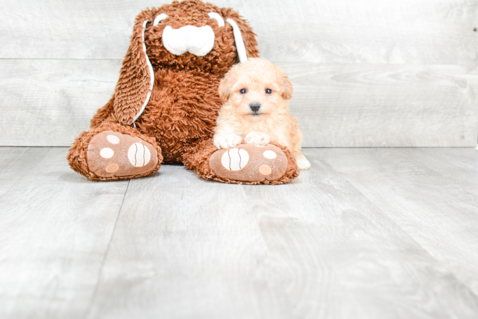 Maltipoo Puppy for Adoption