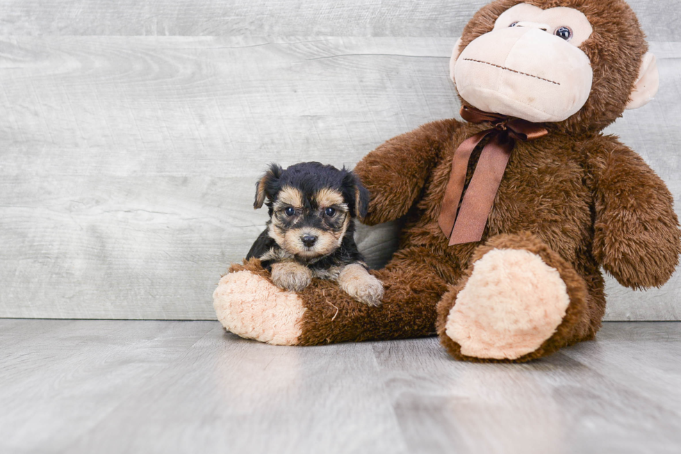 Friendly Morkie Baby