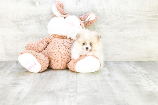 Pomeranian Pup Being Cute