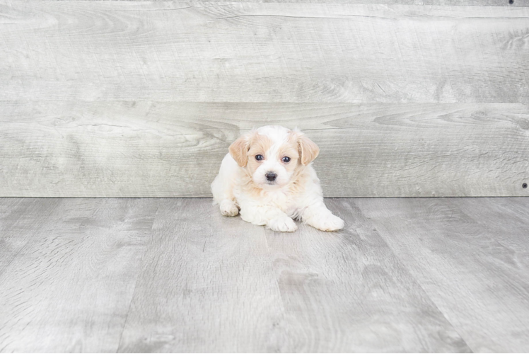 Popular Maltipoo Poodle Mix Pup