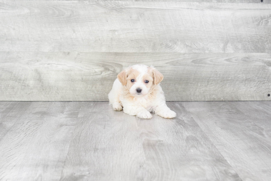 Popular Maltipoo Poodle Mix Pup