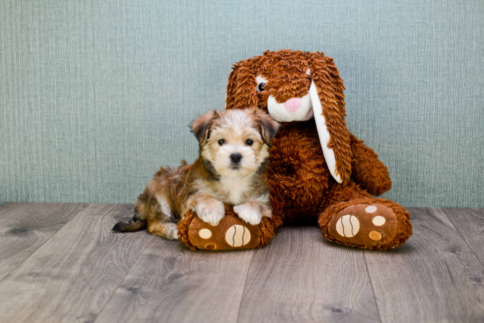 Morkie Puppy for Adoption