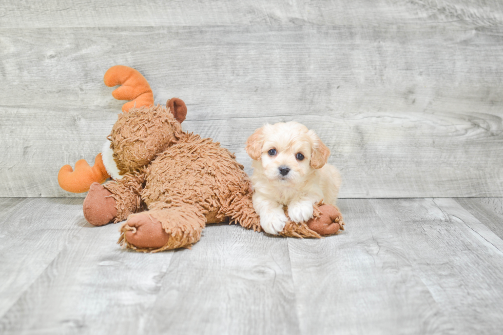 Cavachon Pup Being Cute