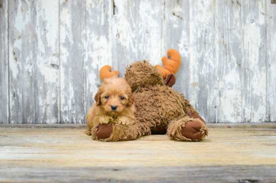 Mini Goldendoodle Puppy for Adoption