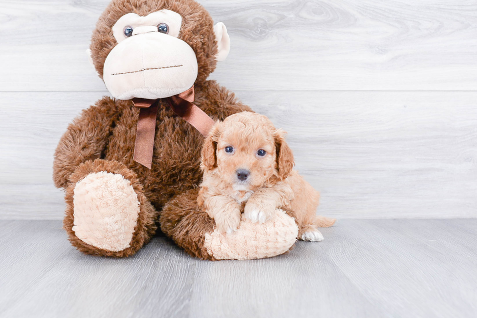 Cavapoo Pup Being Cute
