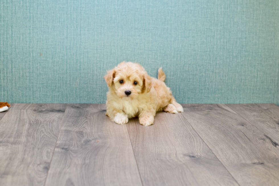 Little Maltese Poodle Poodle Mix Puppy