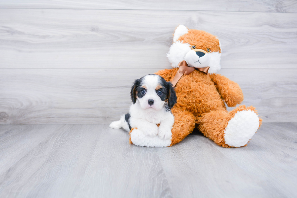 Happy Cavalier King Charles Spaniel Purebred Puppy