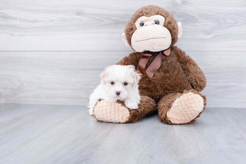 Fluffy Maltipoo Poodle Mix Pup