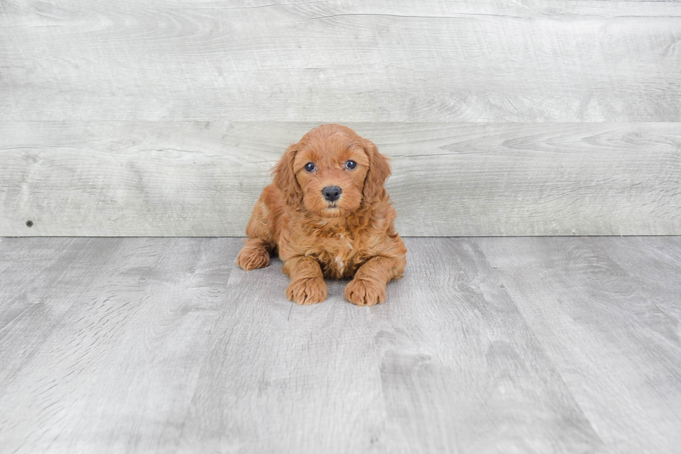 Mini Goldendoodle Pup Being Cute