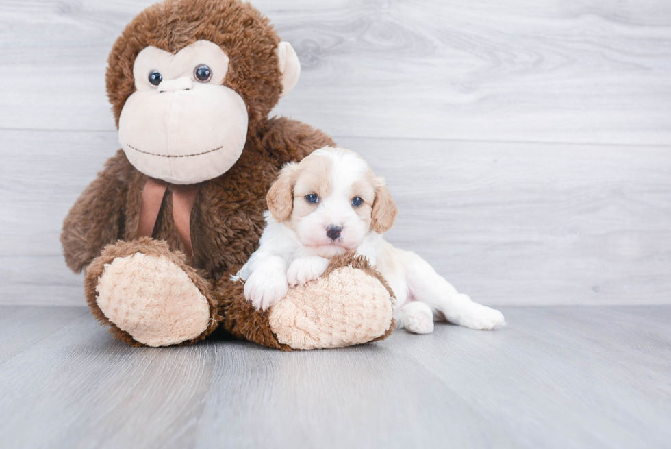 Best Cavachon Baby