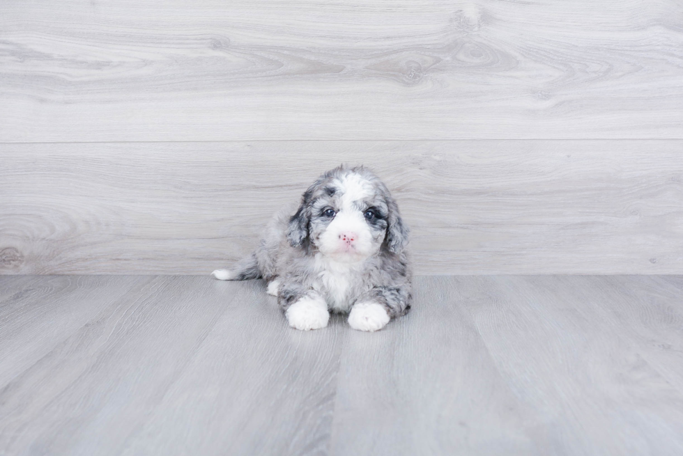 Fluffy Mini Bernedoodle Poodle Mix Pup