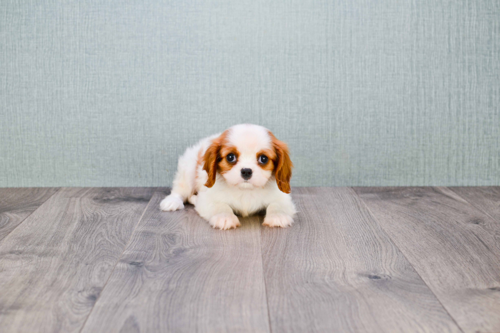 Playful Cavalier King Charles Spaniel Purebred Pup