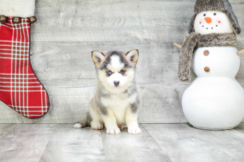 Fluffy Pomsky Designer Pup