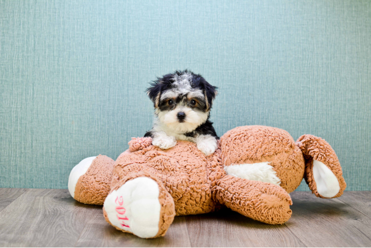 Small Morkie Baby