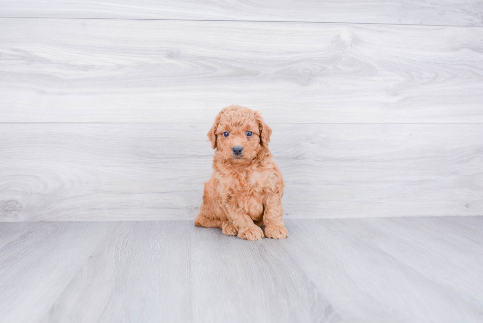 Friendly Mini Goldendoodle Baby