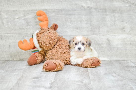 Teddy Bear Puppy for Adoption