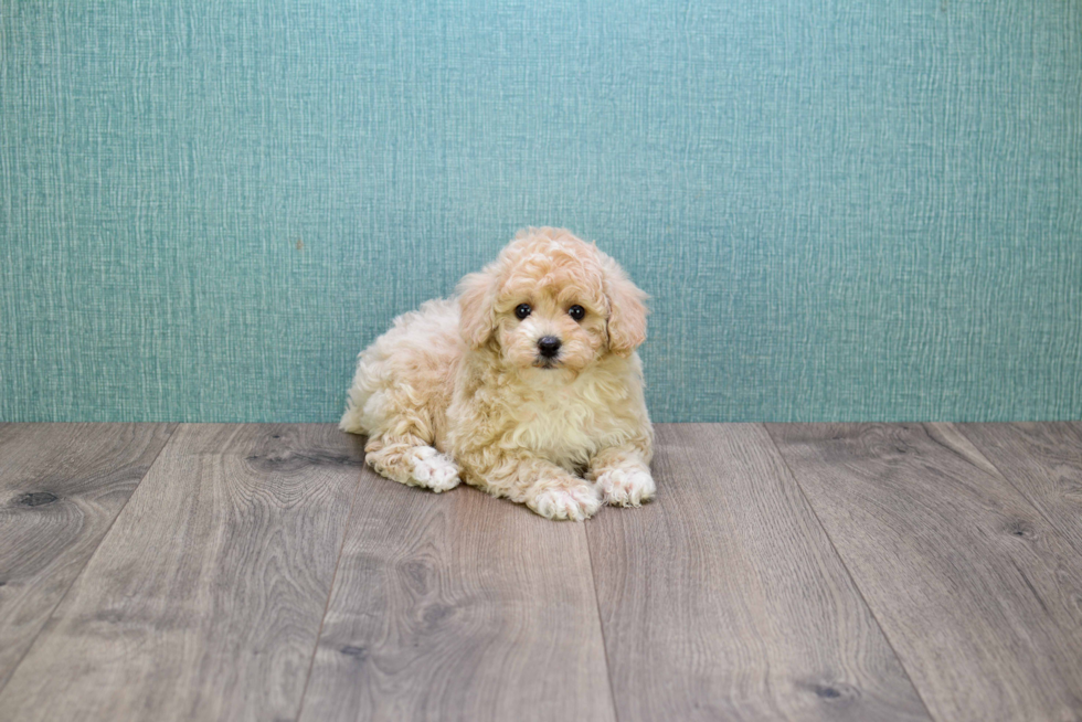 Adorable Maltese Poodle Poodle Mix Puppy